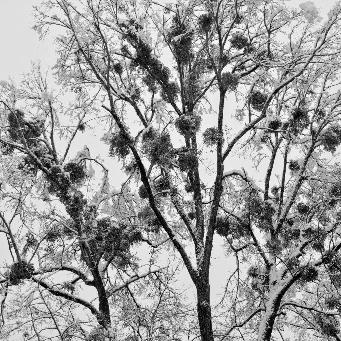 Mistletoes.jpg
