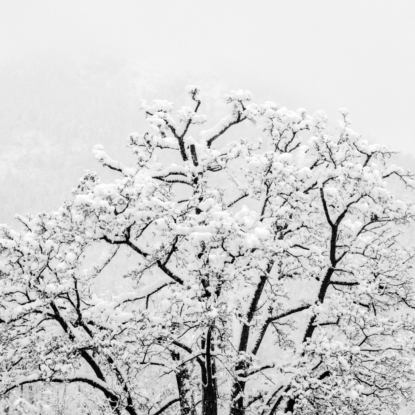 Winter_does_sumizuri-e.jpg