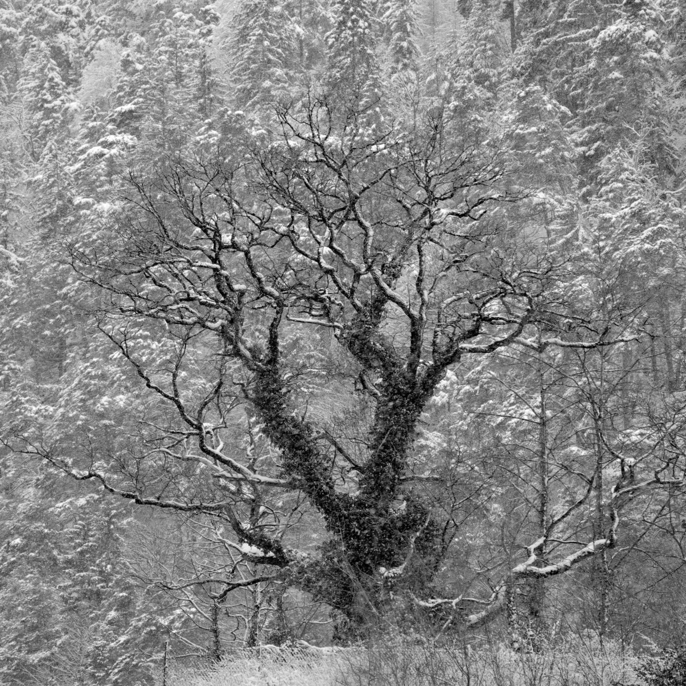 Winter_Oak.jpg