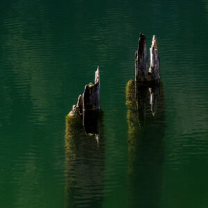 Dialogue in green