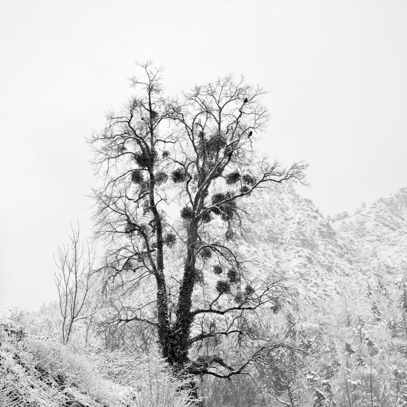 Winter_Kalligraphy.jpg
