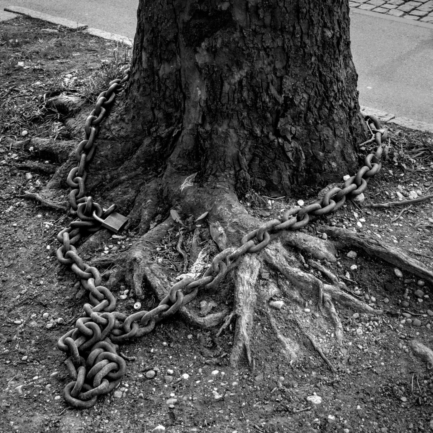 Unchain_my_Tree.jpg