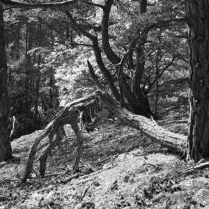 Fallen // Standing