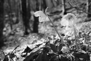 Christmas Rose
