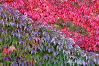 autumn fire in petting