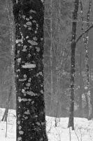 woods and lichens, schneizlreuth