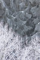 hoarfrost woods on Högl
