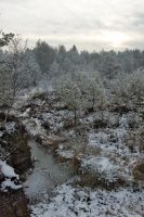 Schönram bog, deeply frozen