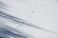 lonesome track