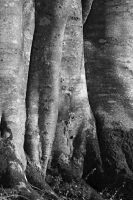 deeply rooted