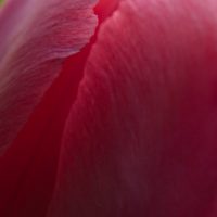 think pink
