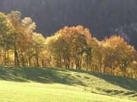 golden autumn