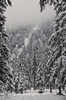 klausbachtal forest