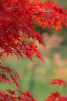 Maple in flames