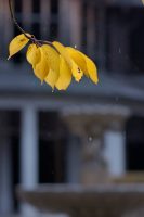 Rain in the spa gardens