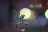 Hibiscus flower, dry