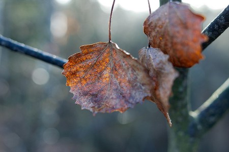 Bramble leaves, birch leaves(2)