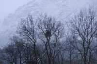 Mistletoe, forlorn