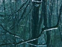 Les Arbres Verts