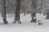 Benches, Snow
