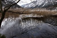 Snake in the Lake