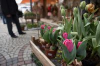 Spring On Sale
